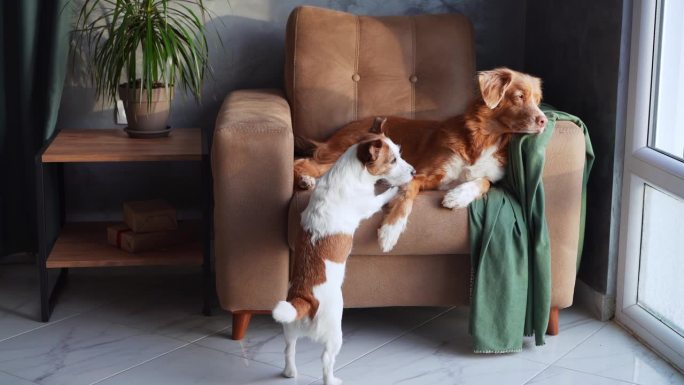 在一个光线充足的房间里，两只狗在舒适的扶手椅上玩耍。