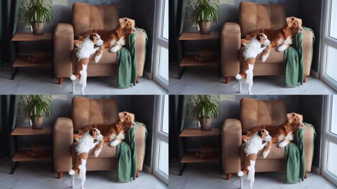 在一个光线充足的房间里，两只狗在舒适的扶手椅上玩耍。