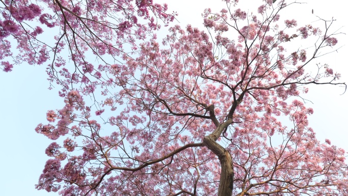 紫花风铃木