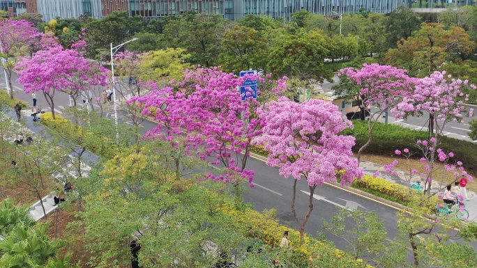 深圳公馆南街紫花风铃木