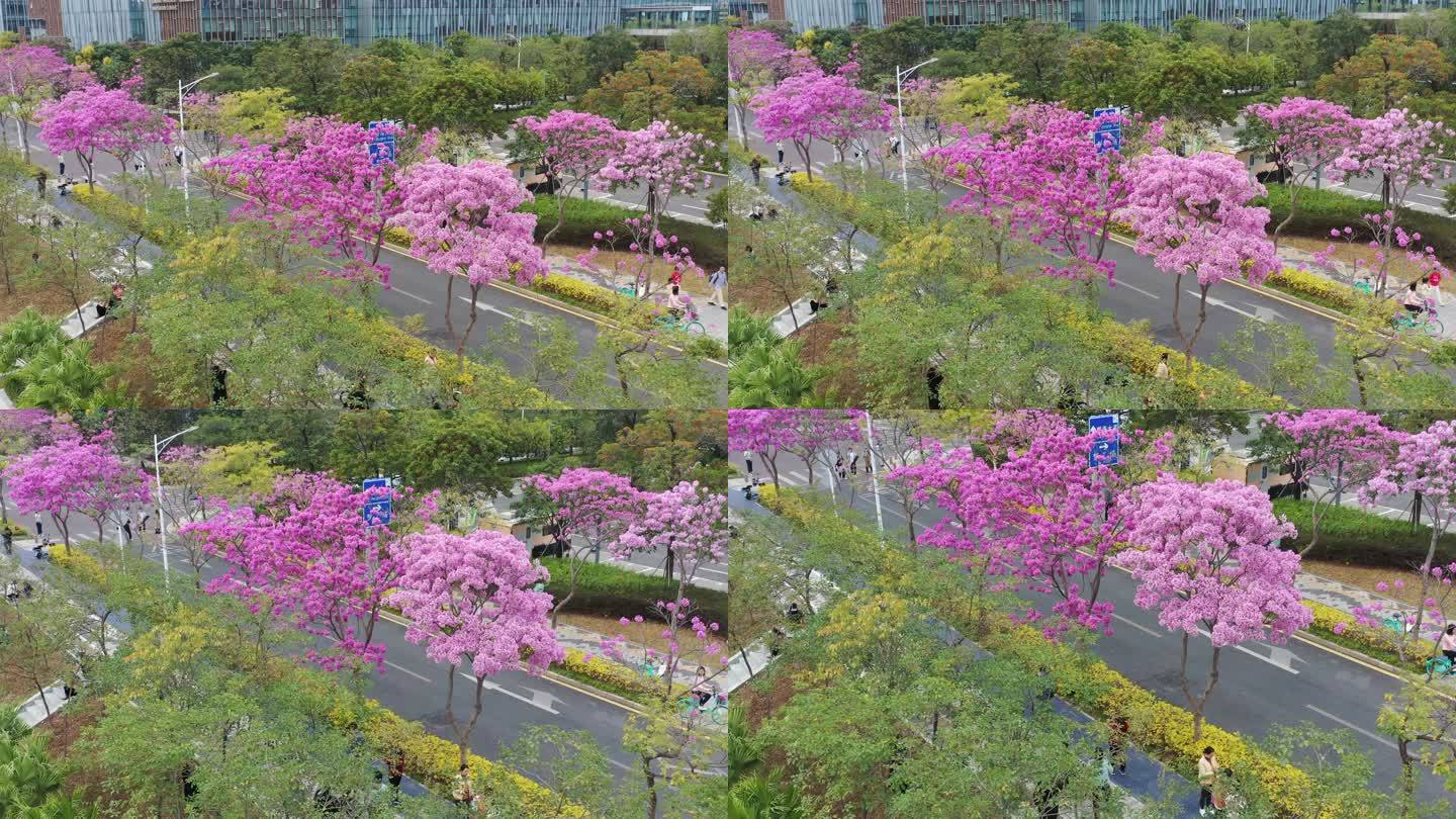 深圳公馆南街紫花风铃木