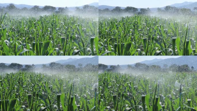 农用洒水车在早晨给甜玉米田浇水。