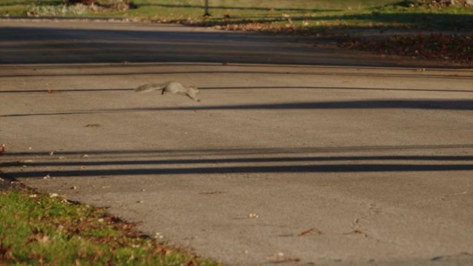 可爱的松鼠红毛在春城公园里有趣地奔跑