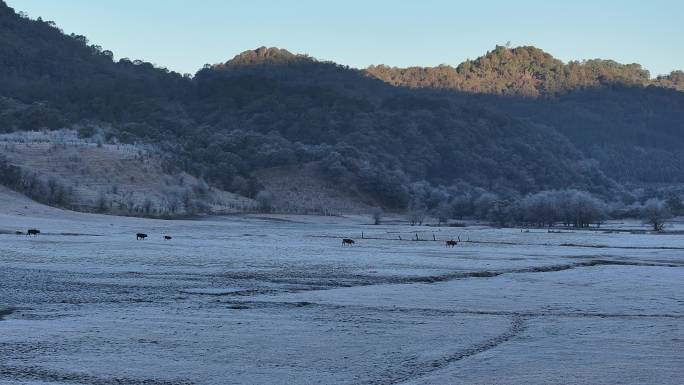 牛群走在挂满白霜的盈江黄草坝