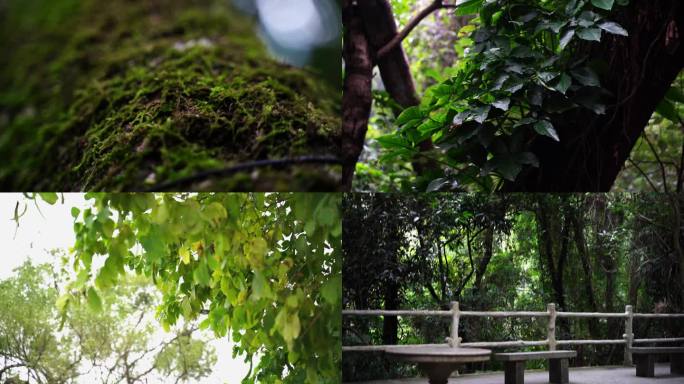 广东肇庆鼎湖山自然风光风景景区绿植山水