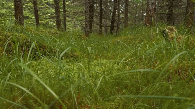 特写:生机勃勃的绿草和苔藓覆盖着原始的苏格兰森林