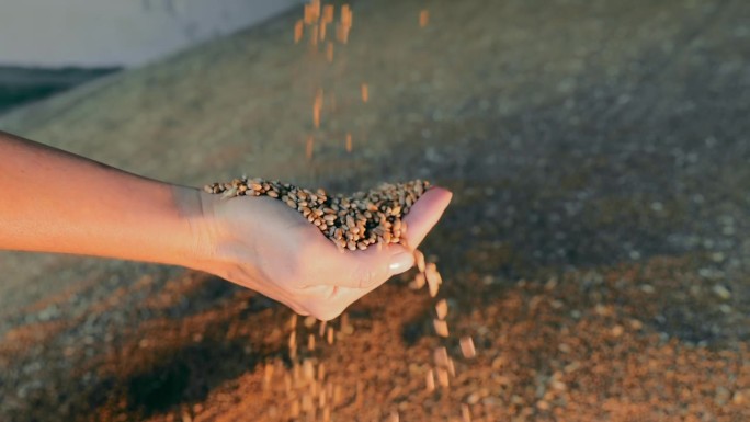 双手在金色的阳光下浇灌麦粒。丢失的麦粒流过双手