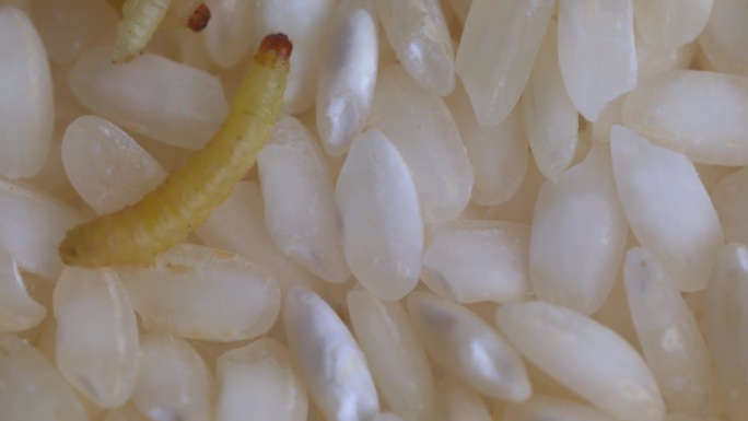 一只蛾子幼虫在米粒表面缓慢移动——特写