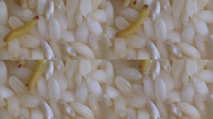 一只蛾子幼虫在米粒表面缓慢移动——特写