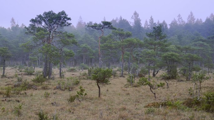 有小松树的天然沼泽景观。沼泽里雾蒙蒙的早晨。高品质4k画面
