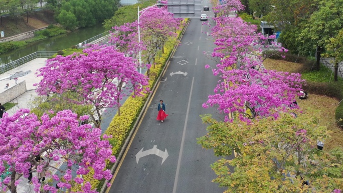 深圳公馆南街紫花风铃木