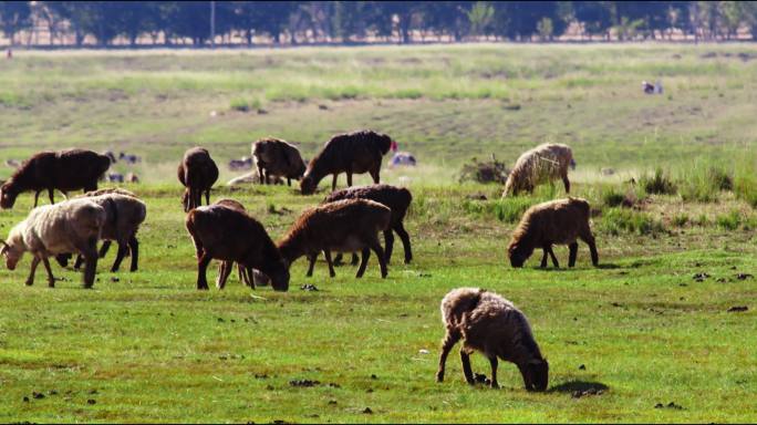 新疆的羊