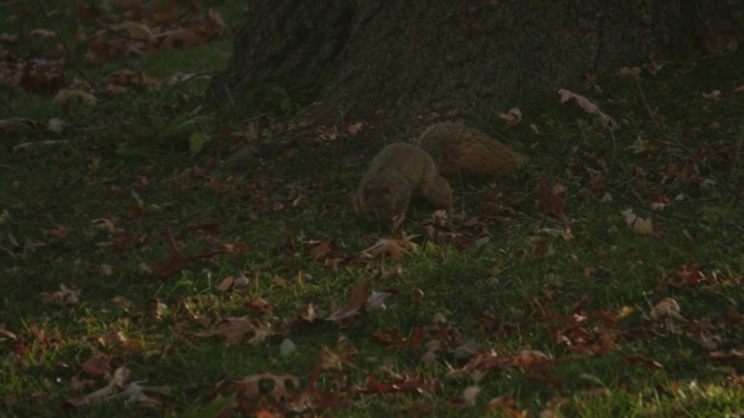 一只好奇的红松鼠的慢镜头。嗅探和跑出