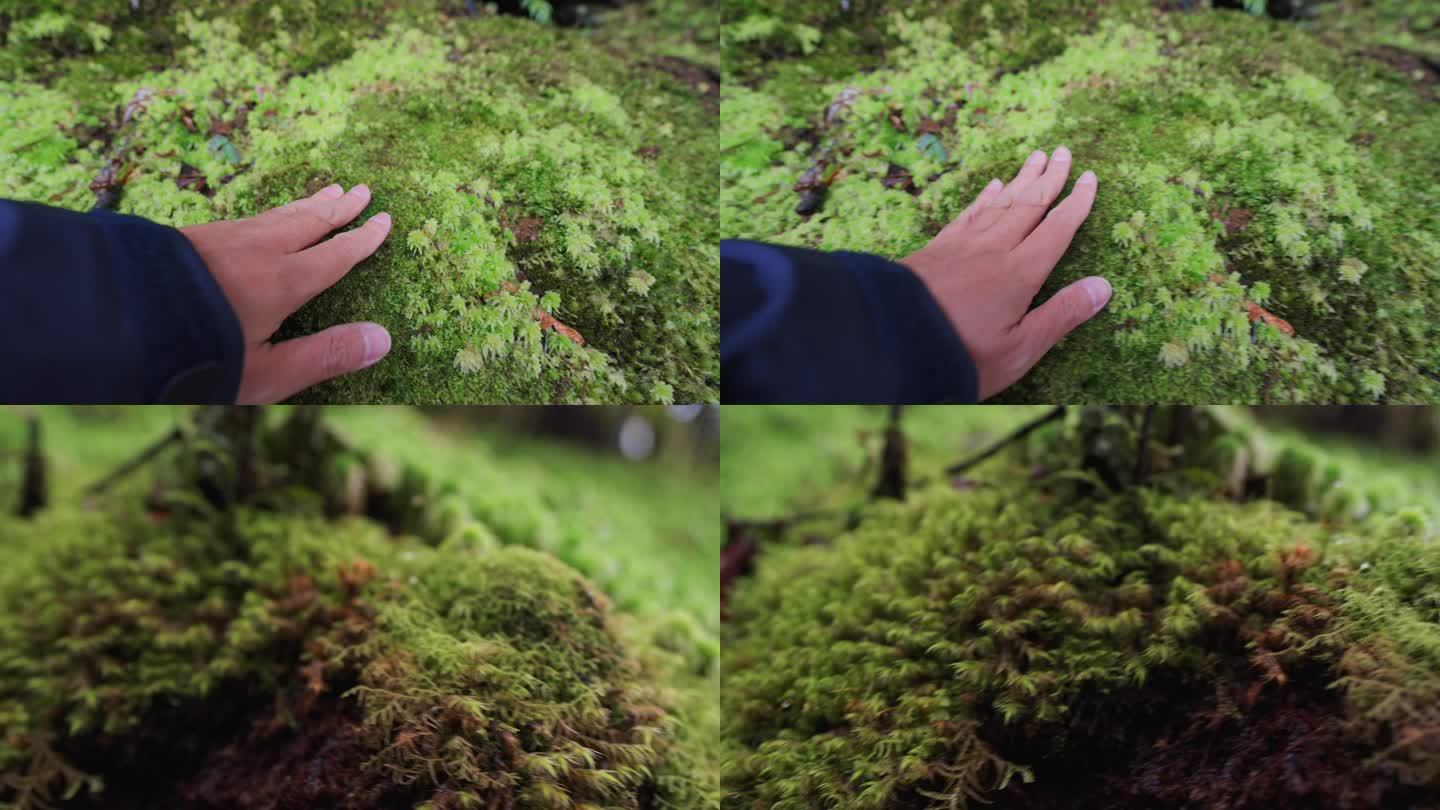 新西兰马瑟森湖触摸青苔植物