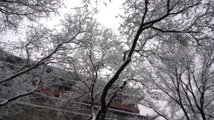 西安城墙永宁门树上的雪