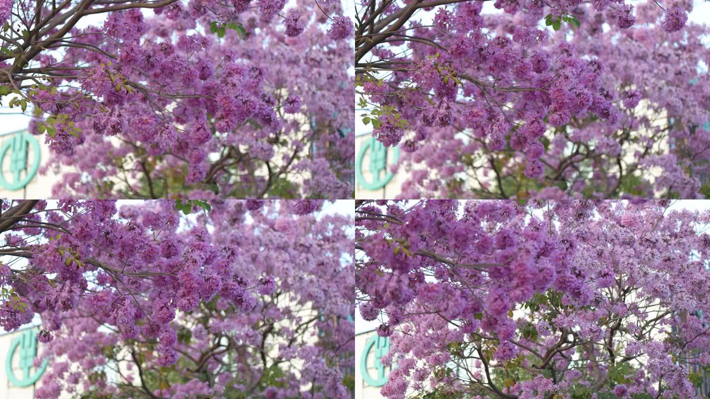 紫花风铃木