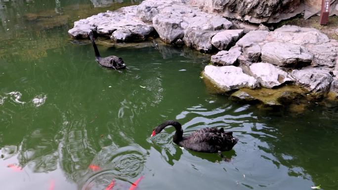 江南园林南京瞻园中式庭院池塘里的黑天鹅