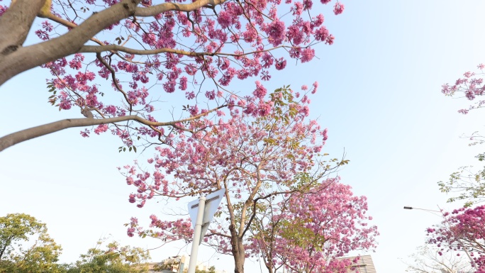 紫花风铃木