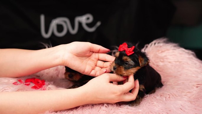 一个女人在小狗的头上扎了一个蝴蝶结。小狗坐在粉红色的毛皮枕头上。毛茸茸的，可爱的约克夏梗，头上戴着红