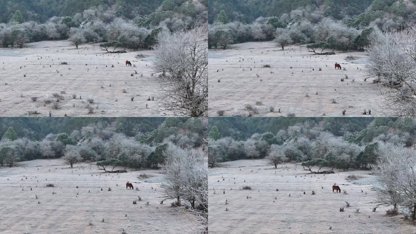 骏马在冬季的盈江黄草坝吃草，白霜满地