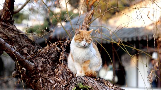 江南园林南京瞻园树枝上休息的猫