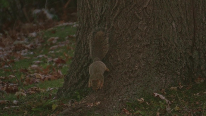 一只好奇的红松鼠在树干上的慢镜头
