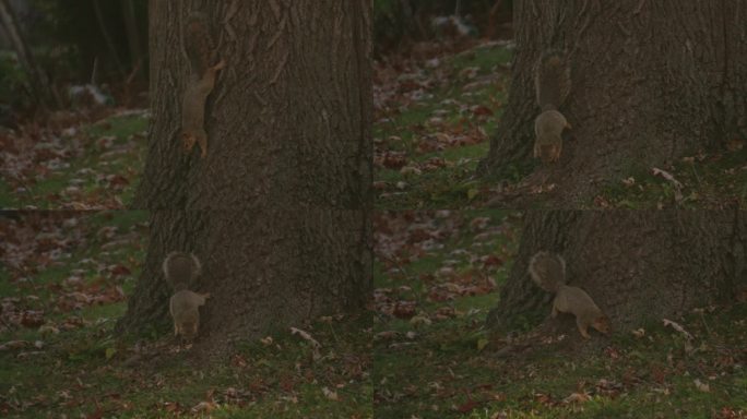 一只好奇的红松鼠在树干上的慢镜头