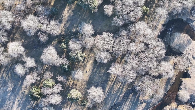 盈江黄草坝的树林挂满寒霜