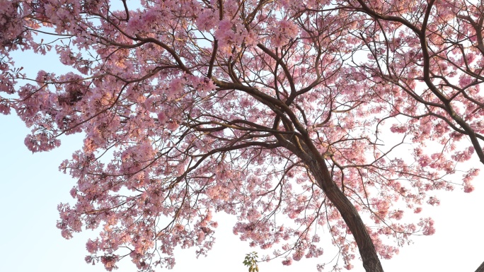 紫花风铃木