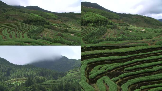 茶园 茶叶 茶山 茶树  绿茶