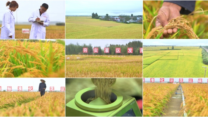 水稻种植科研 生态种植 水稻基地智慧农业