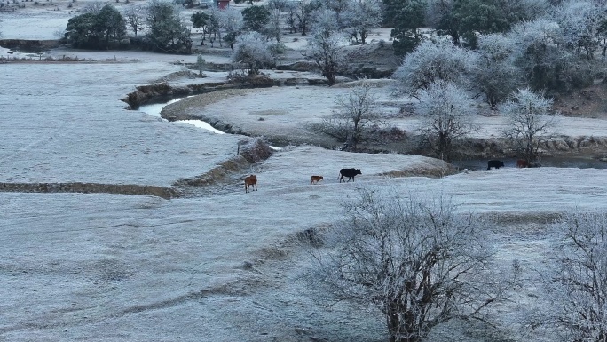 牛群在结满白霜的盈江黄草坝操场上
