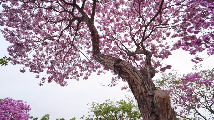 紫花风铃木