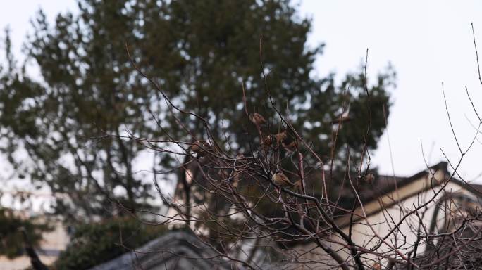 江南园林南京瞻园树枝上的麻雀
