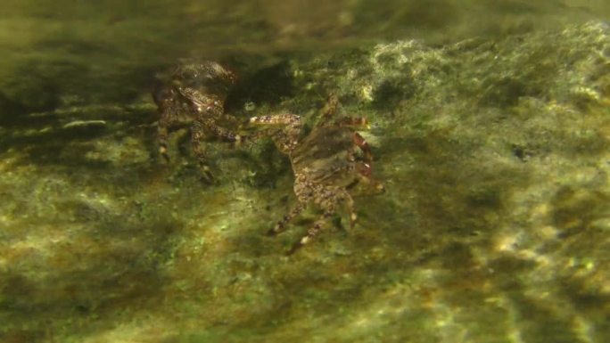 石纹岩蟹(石纹岩蟹)。