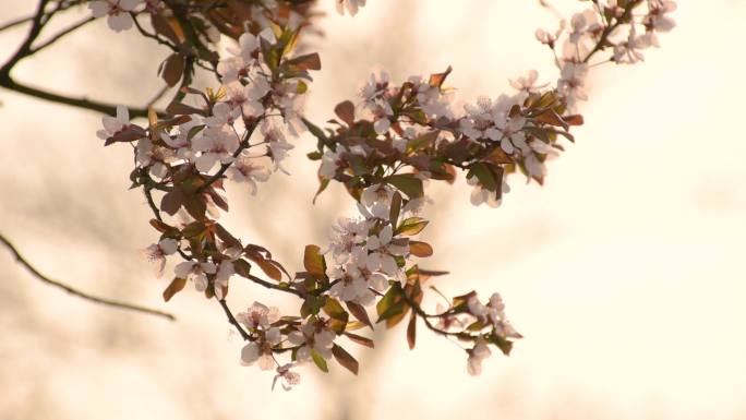 春季初春花卉公园景观森林紫叶李