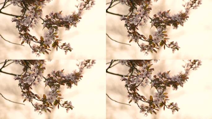 春季初春花卉公园景观森林紫叶李