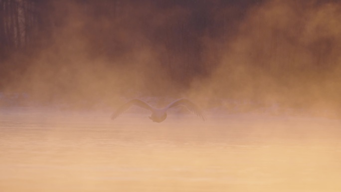 冬季寒冷冰河上野生的白天鹅晨雾中飞翔