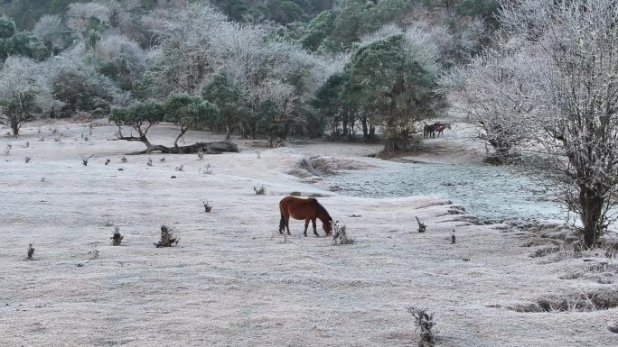 马儿在盈江黄草坝白霜中啃草