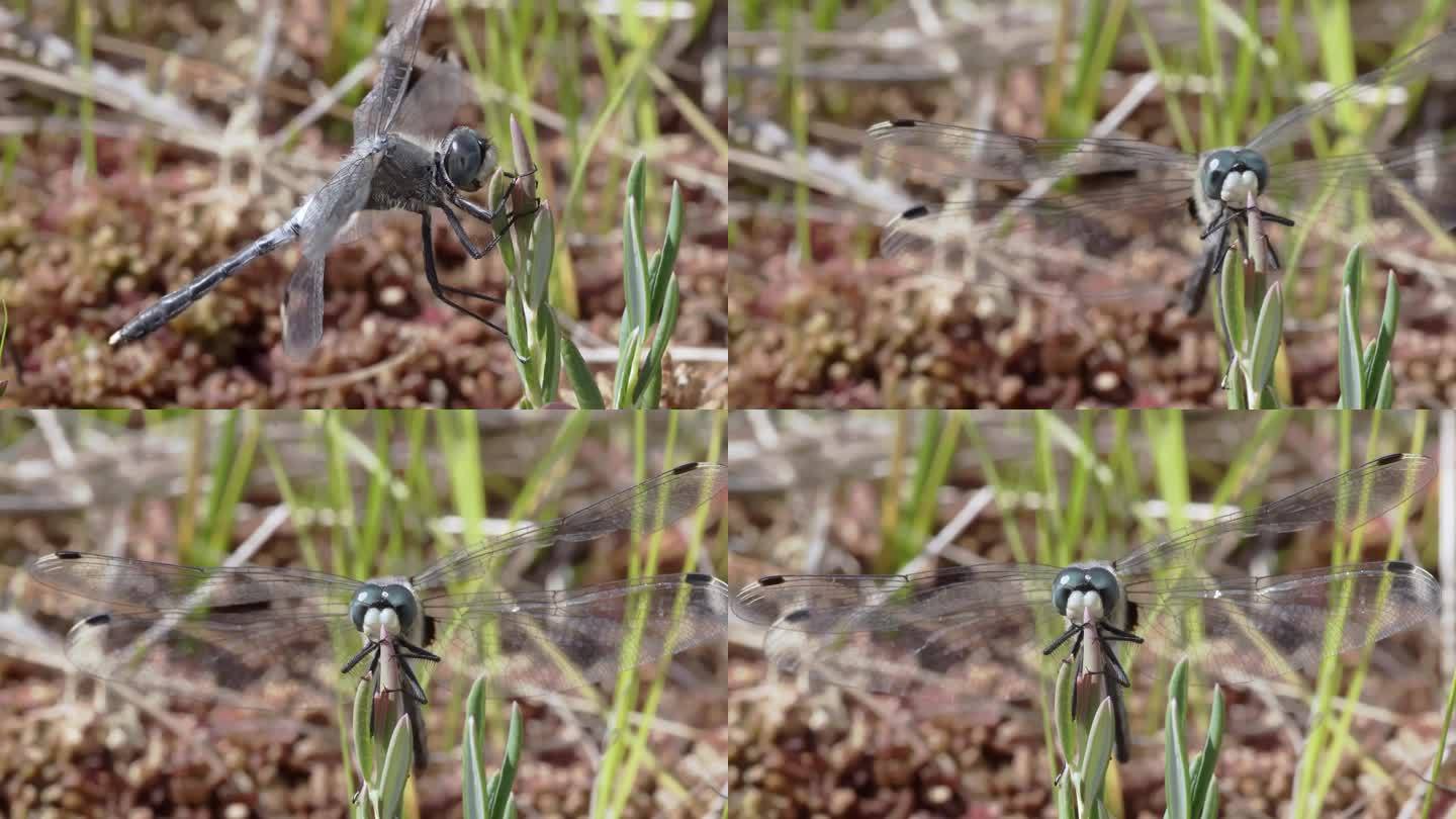 蜻蜓的特写。蜻蜓在沼泽，沼泽。受保护的动物。高品质4k画面