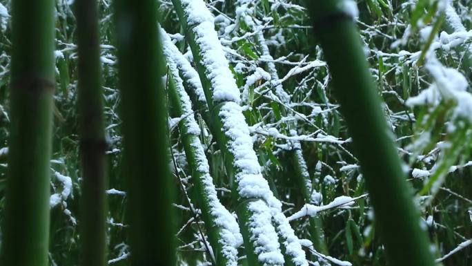 雪中竹林