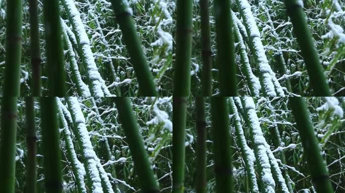 雪中竹林