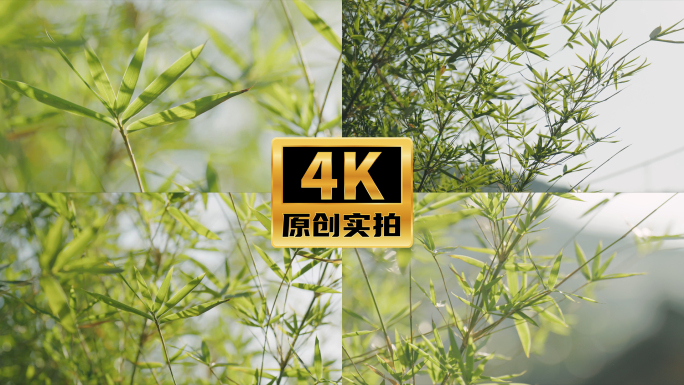 4K唯美清新阳光竹叶