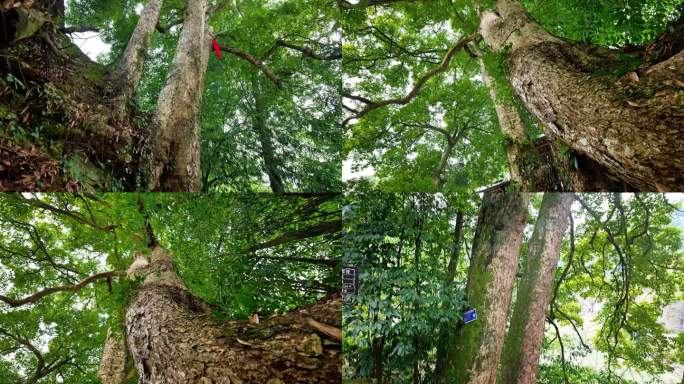 千年古树树木桢楠树王合集