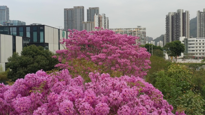 深圳公馆南街紫花风铃木