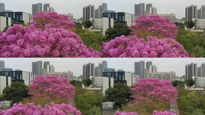 深圳公馆南街紫花风铃木