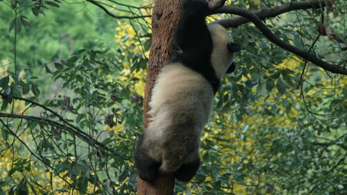 四川都江堰熊猫乐园爬树的大熊猫青花