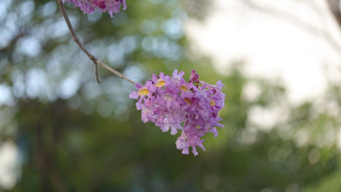 紫花风铃木