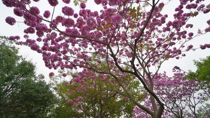 紫花风铃木