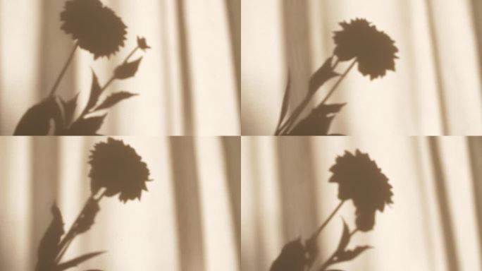 这个女孩手里拿着一朵绣球花。牡丹叶子上的光影。透明柔和的光影在墙上。文本空间。产品展示，广告。